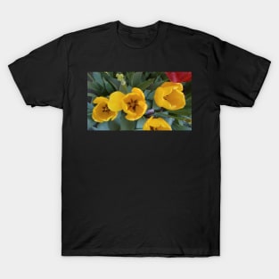 Yelllow Tulips T-Shirt